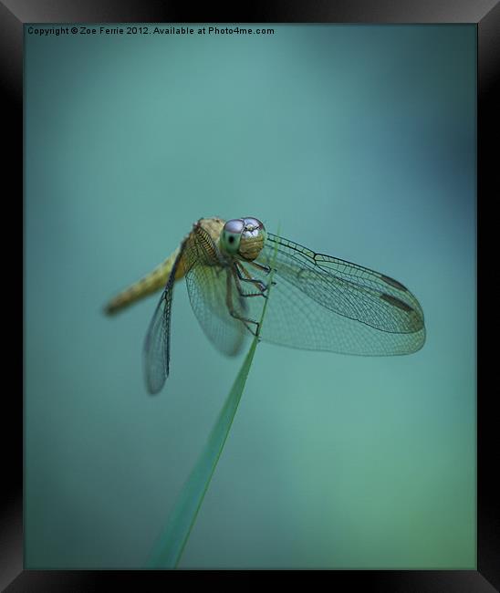 Dragonfly Framed Print by Zoe Ferrie