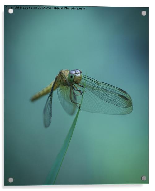 Dragonfly Acrylic by Zoe Ferrie