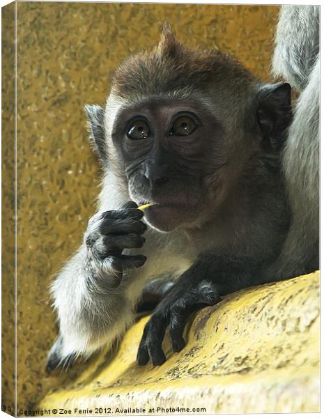 Macaque monkey at Batu Caves, Kuala Lumpur Canvas Print by Zoe Ferrie