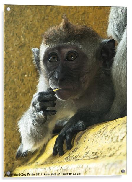 Macaque monkey at Batu Caves, Kuala Lumpur Acrylic by Zoe Ferrie