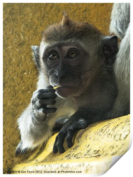 Macaque monkey at Batu Caves, Kuala Lumpur Print by Zoe Ferrie