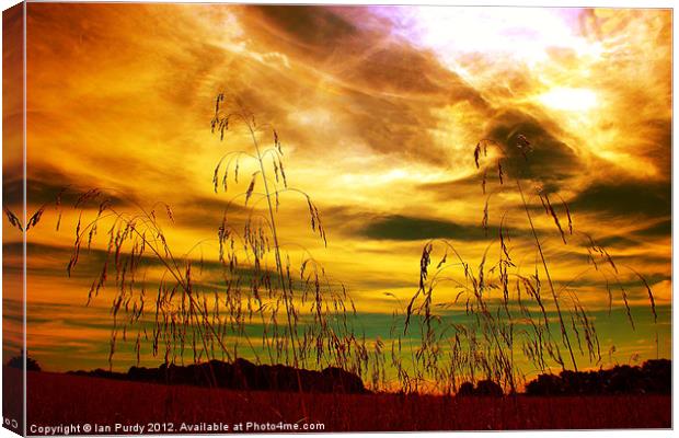 Summer grasses Canvas Print by Ian Purdy