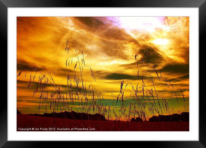 Summer grasses Framed Mounted Print by Ian Purdy