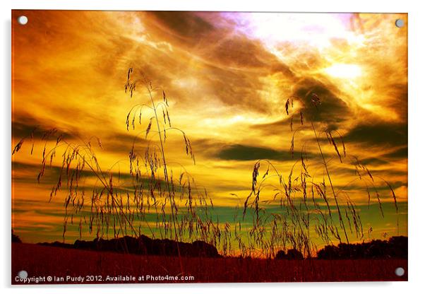 Summer grasses Acrylic by Ian Purdy