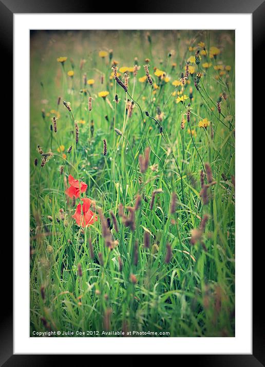 Poppies and Grass Framed Mounted Print by Julie Coe