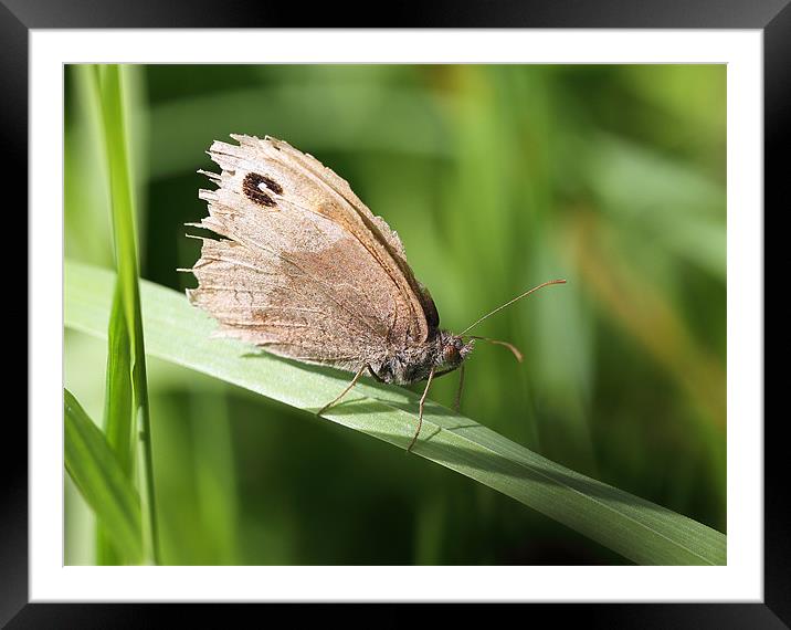 Meadow brown Butterfly Framed Mounted Print by Grant Glendinning