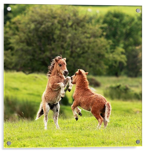 Shetland pony's Acrylic by Grant Glendinning