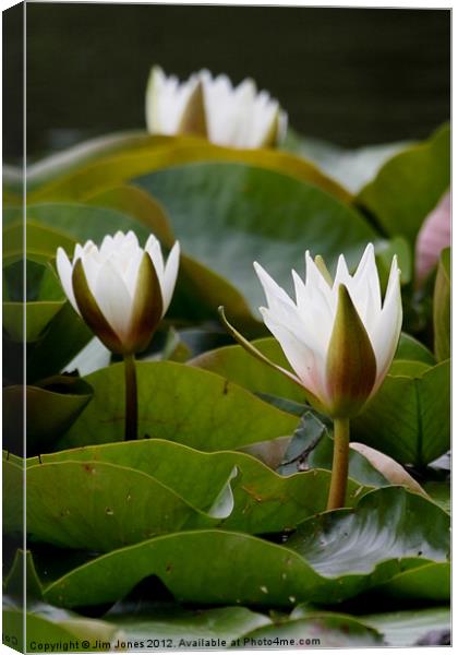 Water Lily Canvas Print by Jim Jones