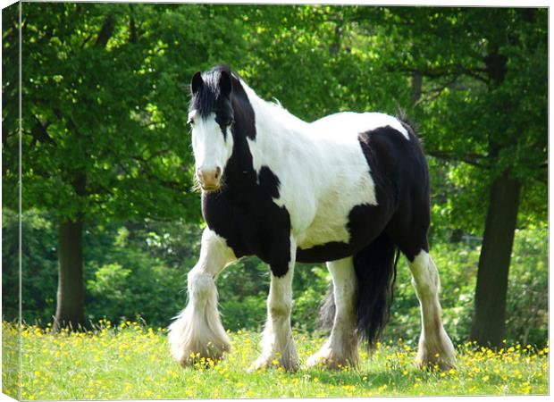 Piebald Heavy Horse Canvas Print by Noreen Linale