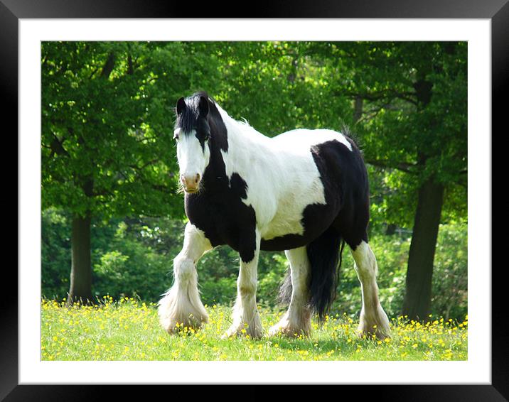 Piebald Heavy Horse Framed Mounted Print by Noreen Linale