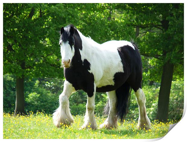 Piebald Heavy Horse Print by Noreen Linale