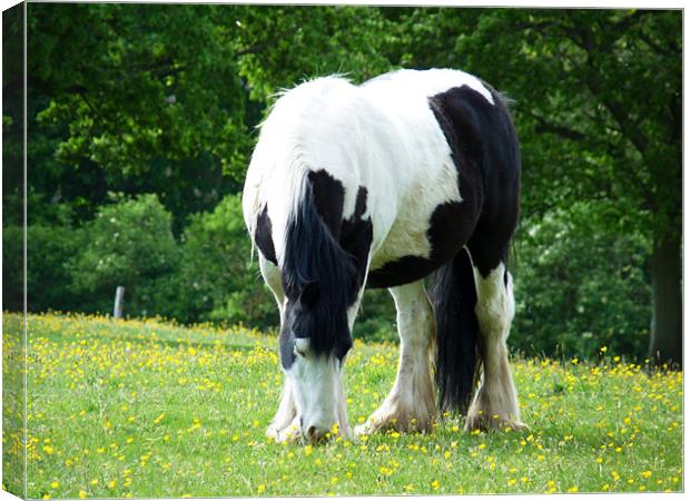 Piebald Horse Grazing Canvas Print by Noreen Linale