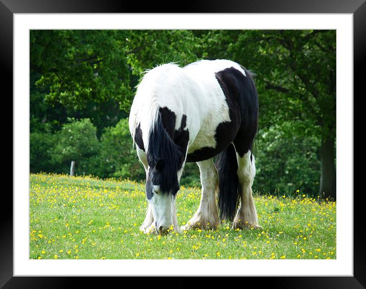 Piebald Horse Grazing Framed Mounted Print by Noreen Linale