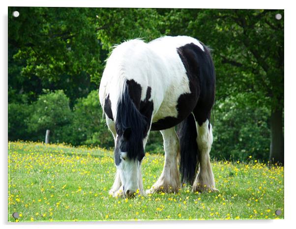 Piebald Horse Grazing Acrylic by Noreen Linale