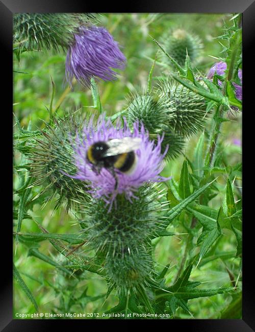 Prickly Bee Framed Print by Eleanor McCabe