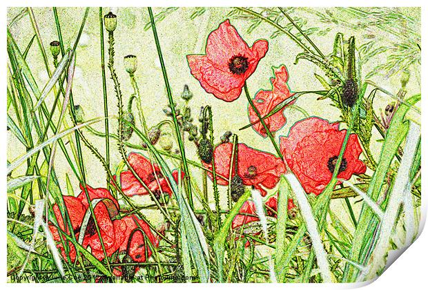Poppies Print by Julie Coe