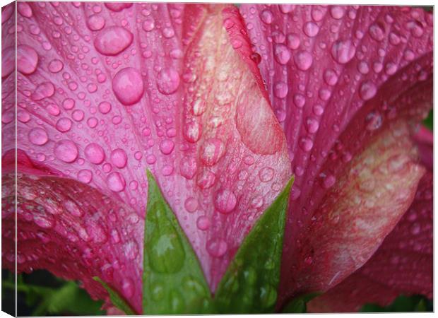 Hibiscus after the rain Canvas Print by Donna-Marie Parsons