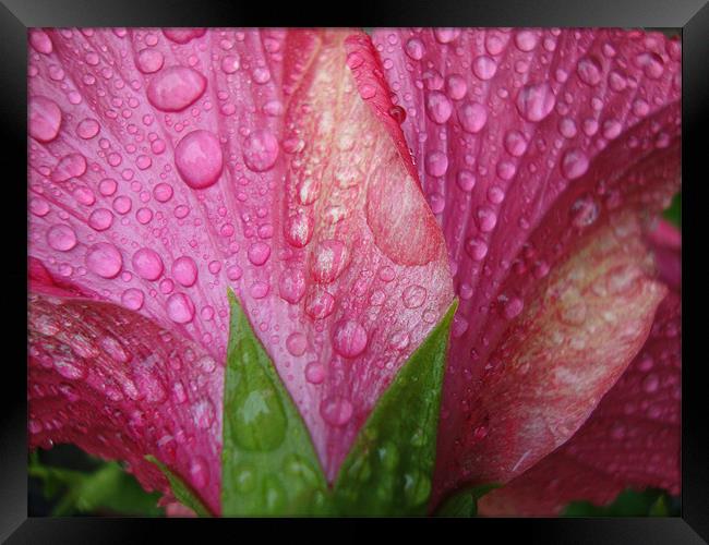 Hibiscus after the rain Framed Print by Donna-Marie Parsons