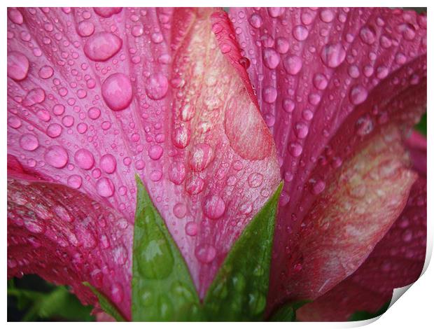 Hibiscus after the rain Print by Donna-Marie Parsons