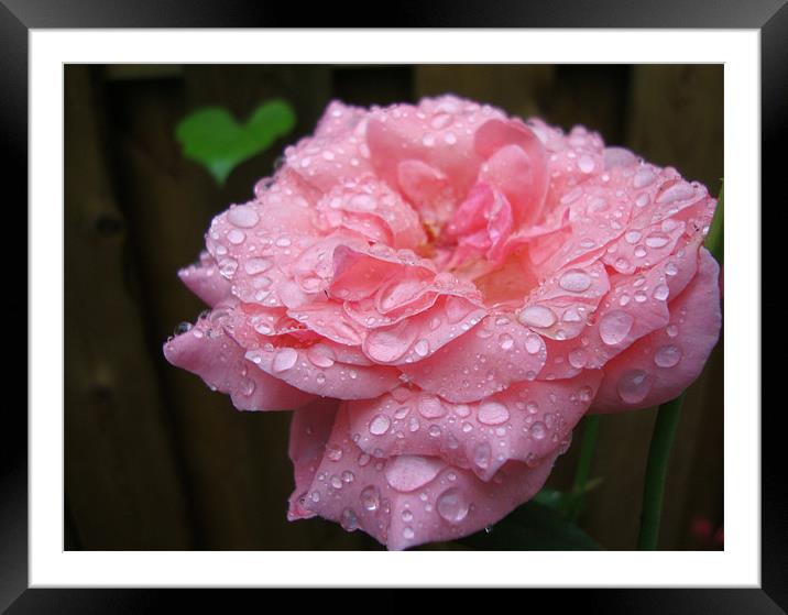 rose and heart Framed Mounted Print by Donna-Marie Parsons