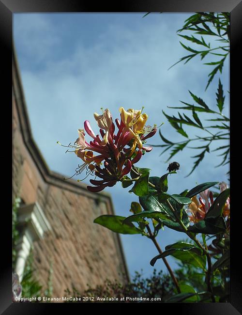 Scented Honeysuckle! Framed Print by Eleanor McCabe