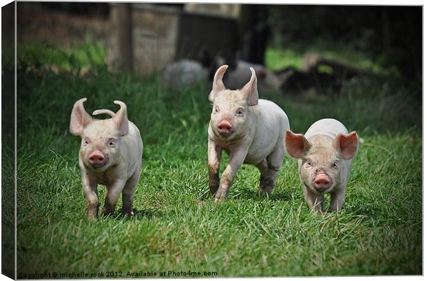 Three little pigs Canvas Print by michelle rook
