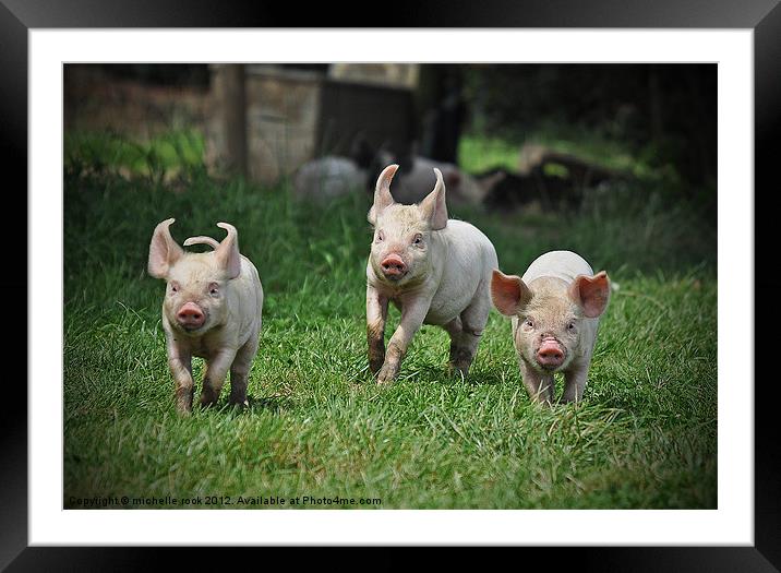 Three little pigs Framed Mounted Print by michelle rook
