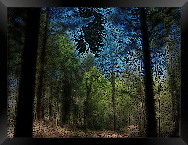 Forest Framed Print by Anthony Palmer-Greene