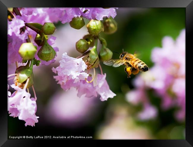Honey Bee Gathering Framed Print by Betty LaRue