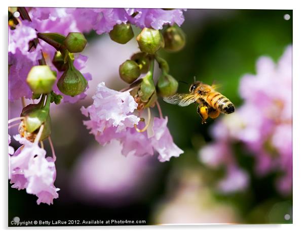 Honey Bee Gathering Acrylic by Betty LaRue