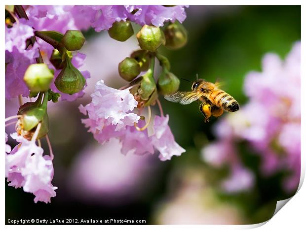 Honey Bee Gathering Print by Betty LaRue