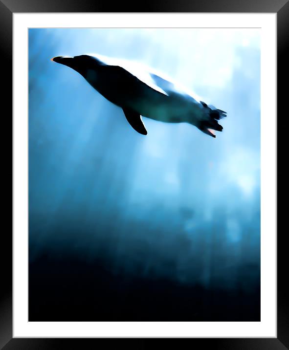 From the depths..... Framed Mounted Print by Sharon Lisa Clarke