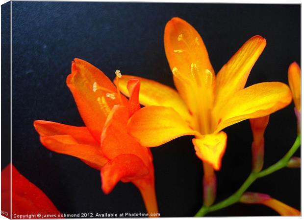Red and Orange Montbretia Canvas Print by james richmond