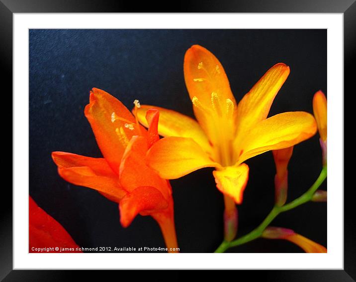 Red and Orange Montbretia Framed Mounted Print by james richmond