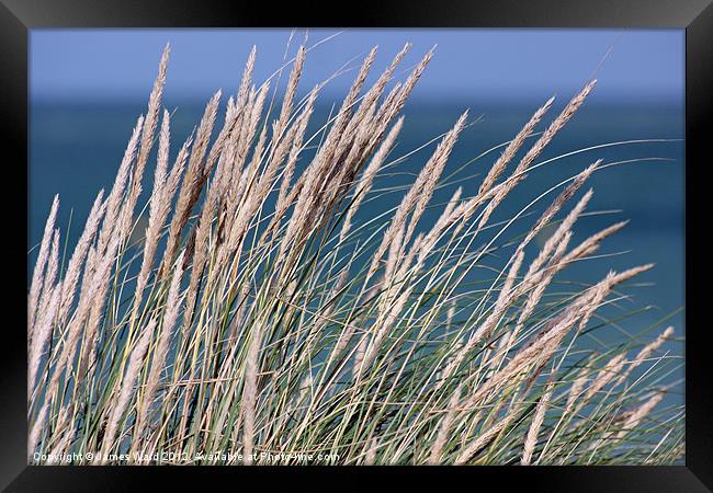 Coastal Grass Framed Print by James Ward