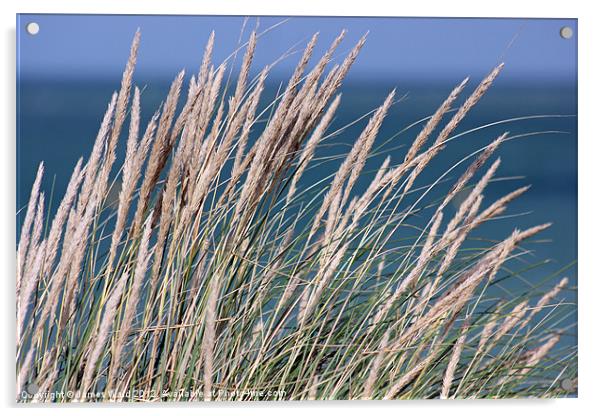Coastal Grass Acrylic by James Ward