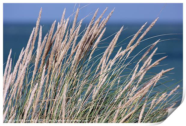 Coastal Grass Print by James Ward