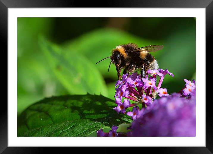 Bee on Flower Framed Mounted Print by Mark Harrop