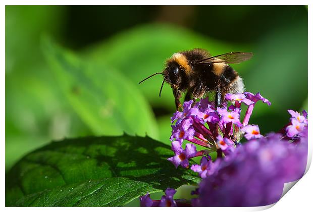 Bee on Flower Print by Mark Harrop