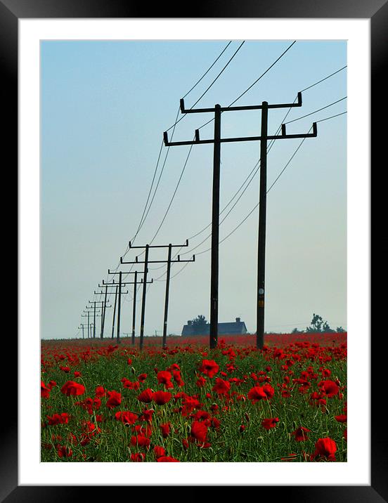 Wild Poppies And Telegraph Poles Framed Mounted Print by Noreen Linale