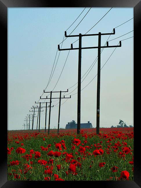 Wild Poppies And Telegraph Poles Framed Print by Noreen Linale