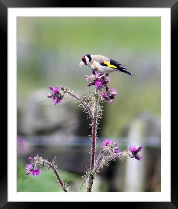 goldfinch and thistle Framed Mounted Print by mark philpott
