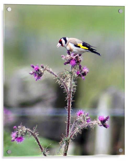 goldfinch and thistle Acrylic by mark philpott