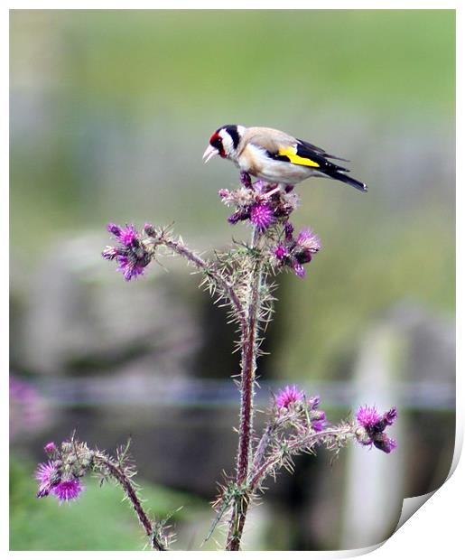 goldfinch and thistle Print by mark philpott