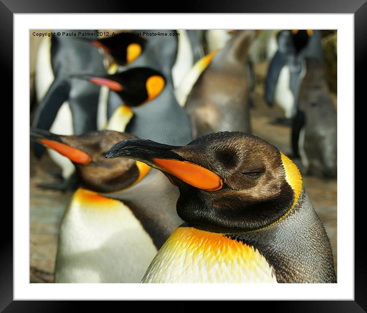 King Penguins  Framed Mounted Print by Paula Palmer canvas