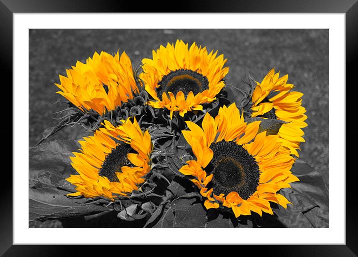 Yellow sunflowers with monochrome highlights Framed Mounted Print by Christopher Mullard