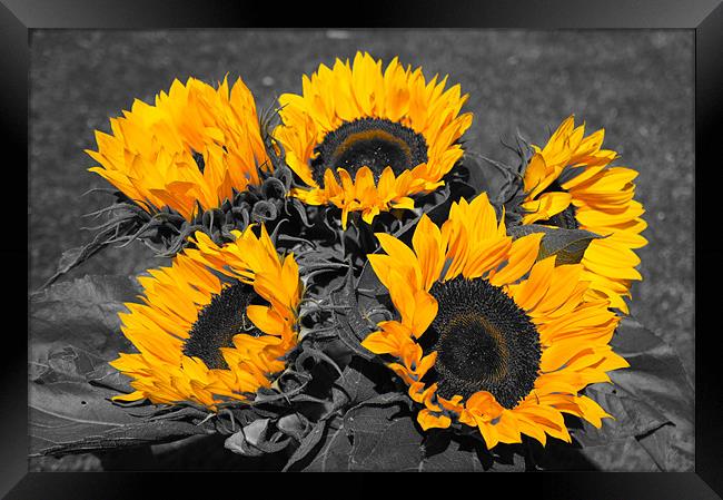 Yellow sunflowers with monochrome highlights Framed Print by Christopher Mullard