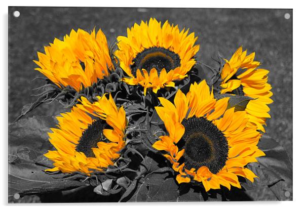 Yellow sunflowers with monochrome highlights Acrylic by Christopher Mullard