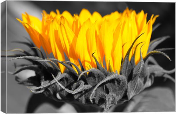 Yellow sunflowers with monochrome highlights Canvas Print by Christopher Mullard