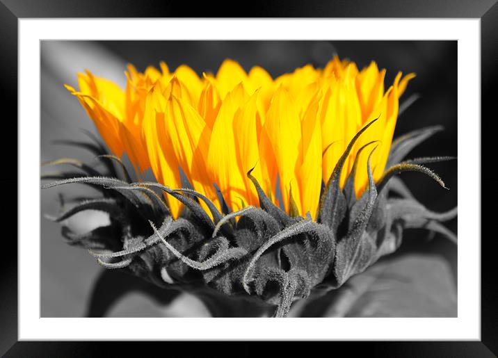 Yellow sunflowers with monochrome highlights Framed Mounted Print by Christopher Mullard